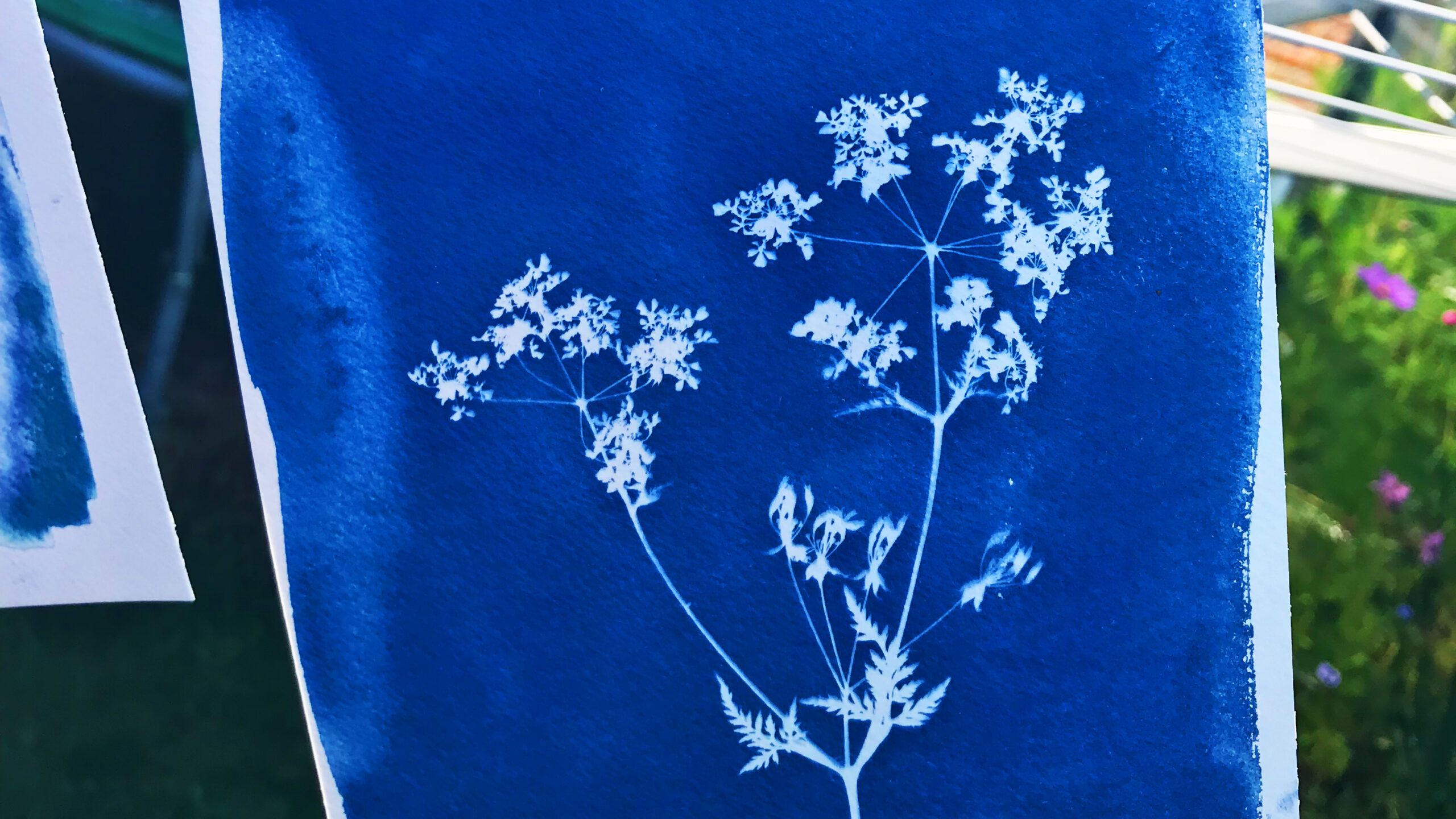 Cyanotype_Fluitenkruid