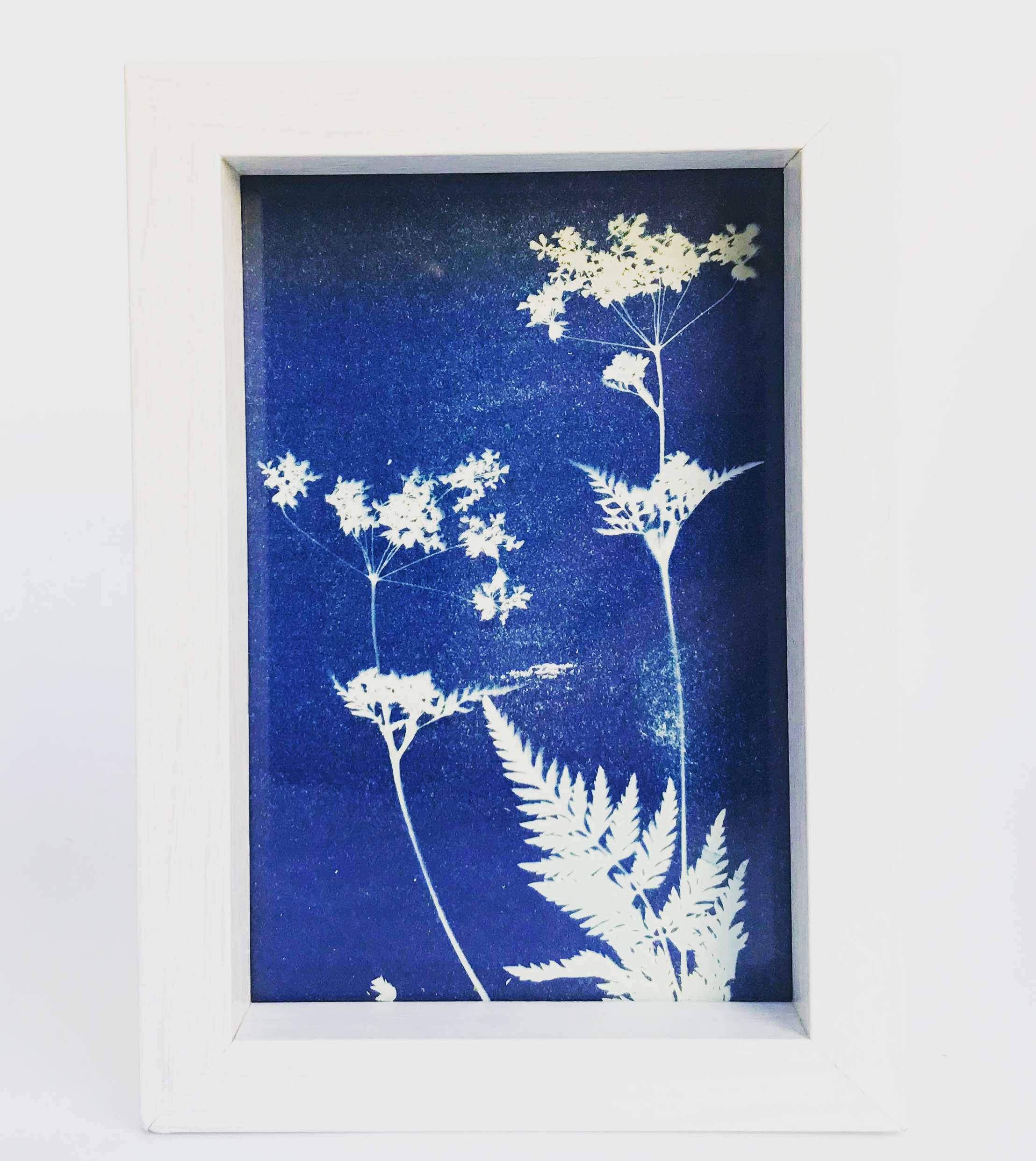 22_Cyanotype_Flowers